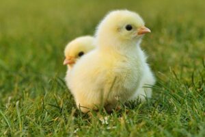 chick-5014152_640.jpg