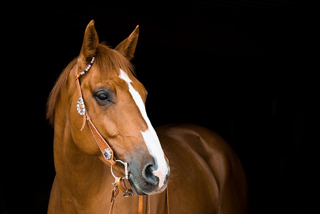 CHEVAL MBAYAR DE TRAIT 5 Ans Dress ElevAgri CHEVAL MBAYAR DE TRAIT 5 Ans Dress ElevAgri