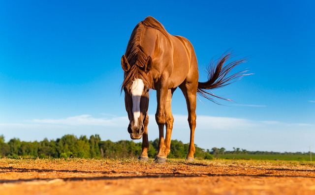 CHEVAL MBAYAR DE TRAIT 5 Ans Dress ElevAgri CHEVAL MBAYAR DE TRAIT 5 Ans Dress ElevAgri