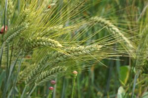 wheat-9704240_1280 (1)